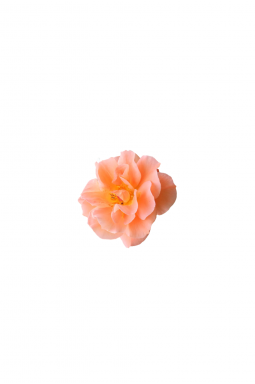 Роза плетистая Вестерленд (Westerland) - фото №2