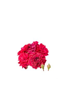 Роза миниатюрная Фейри Данц - фото №1